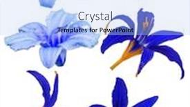  Presentation with lily - Theme with six blue lily blooms isolated on white background background and a light blue colored foreground