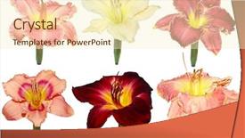  Presentation with lily flower - Slide deck enhanced with six day lily flower heads displaying in tubes background and a cream colored foreground