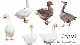  Presentation with geese - Beautiful slides featuring six geese isolated on white backdrop and a white colored foreground