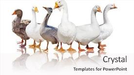  Presentation with geese - Colorful theme enhanced with six geese isolated on white backdrop and a sky blue colored foreground