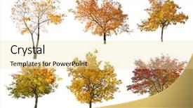  Presentation with apple tree golden - Cool new theme with six golden fall tree backdrop and a blonde colored foreground