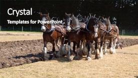  Presentation with clydesdale - Slides enhanced with six horse clydesdale team ploughing background and a black colored foreground