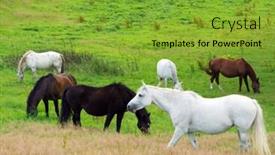  Presentation with horses - Audience pleasing theme consisting of multicolor abstract shape beautiful rendered 3d fractal backdrop and a lemonade colored foreground