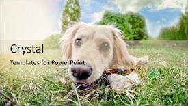  Presentation with old camera and film sound - Slide set with six month old labrador retriever background and a lemonade colored foreground