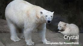  Presentation with polar bear - Beautiful presentation featuring six-month-old polar bear backdrop and a gray colored foreground