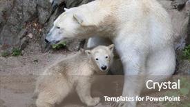  Presentation with polar bear - Slide deck consisting of six-month-old polar bear background and a gray colored foreground