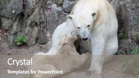  Presentation with polar bear - Colorful presentation enhanced with six-month-old polar bear backdrop and a gray colored foreground