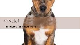  Presentation with old - Theme with six-months-old-red-merle background and a coral colored foreground