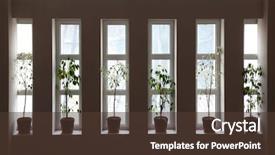  Presentation with windows - Beautiful theme featuring six narrow windows with flowerpots in hall backdrop and a tawny brown colored foreground