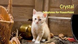  Presentation with old farm - Colorful presentation theme enhanced with six weeks old kitten exploring backdrop and a tawny brown colored foreground