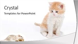  Presentation with white rat - Presentation theme featuring six weeks old kitten surprised background and a white colored foreground