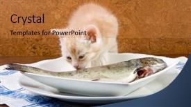  Presentation with kitten - Audience pleasing PPT theme consisting of six weeks old kitten tasting backdrop and a gold colored foreground