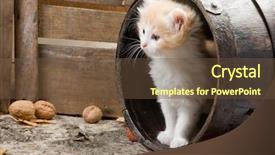  Presentation with kitten - Presentation enhanced with six weeks old kitten background and a tawny brown colored foreground