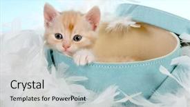  Presentation with kitten - Slides featuring six weeks old kitten background and a light blue colored foreground