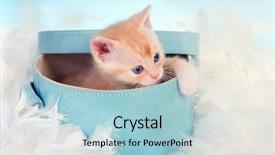  Presentation with kitten - Beautiful presentation featuring six weeks old kitten backdrop and a light blue colored foreground