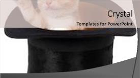  Presentation with paw - Slide deck enhanced with kitten in a top hat background and a lemonade colored foreground