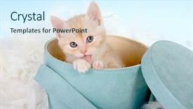  Presentation with kitten - Beautiful presentation featuring six weeks old red kitten backdrop and a sky blue colored foreground