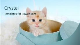  Presentation with kitten - Presentation theme consisting of animal pet cat litter box - six weeks old red kitten background and a cool aqua colored foreground