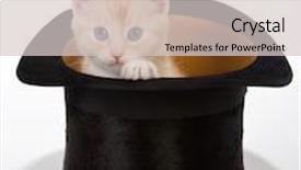  Presentation with kitten - Cool new presentation with six weeks old red kitten backdrop and a light gray colored foreground