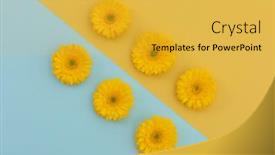  Presentation with blue flower - Amazing presentation design having six-yellow-gerberas-on-blue backdrop and a yellow colored foreground