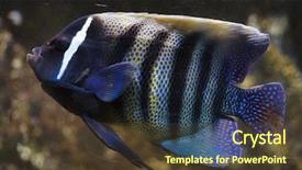  Presentation with aircraft maintenance six sigma - Amazing PPT theme having sixbar angelfish pomacanthus sexstriatus also backdrop and a tawny brown colored foreground