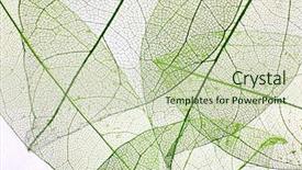  Presentation with skeleton - Slides enhanced with skeletal - decorative skeleton leaves background background and a soft green colored foreground