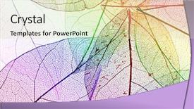  Presentation with skeletal - Audience pleasing PPT theme consisting of skeletal - multicolor decorative skeleton leaves backdrop and a soft green colored foreground