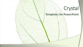  Presentation with skeleton - Slide deck featuring skeletal - skeleton leaf isolated on white background and a cream colored foreground
