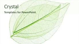  Presentation with skeleton - Beautiful PPT layouts featuring skeletal - skeleton leaves isolated on white backdrop and a cream colored foreground