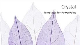  Presentation with skeleton - Slide deck featuring skeletal - skeleton leaves isolated on white background and a white colored foreground