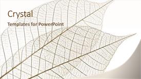  Presentation with rubber tree - Audience pleasing PPT theme consisting of skeletic - closeup of dried rubber tree backdrop and a cream colored foreground