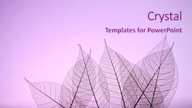  Presentation with close up dumb cane leaves - Cool new PPT theme with skeleton leaves on purple background backdrop and a  colored foreground