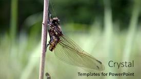  Presentation with insect - 