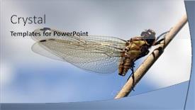  Presentation with insect - 