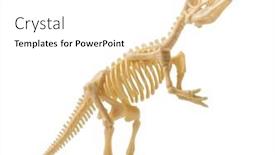  Presentation with dinosaur - Slides featuring skeleton-of-dinosaur-tyrannosaurus-isolated background and a white colored foreground