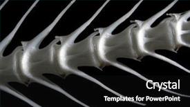  Presentation with bone fish - PPT layouts with skeleton sport - sea fish white bone close-up background and a black colored foreground