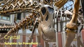  Presentation with skeletons - Slide set with skeletons-and-skulls-of-dinosaurs background and a violet colored foreground