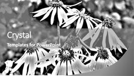  Presentation with black art - Cool new presentation theme with sketching leaves and aster backdrop and a gray colored foreground