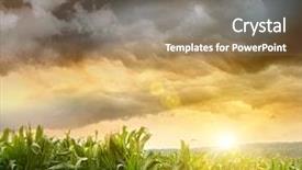  Presentation with corn field - Audience pleasing slide deck consisting of skies looming over corn field backdrop and a violet colored foreground