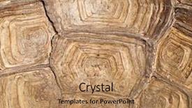  Presentation with turtle - Theme featuring skin animals - background from turtle shell macro background and a  colored foreground