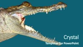  Presentation with crocodile - Beautiful theme featuring skin animals - crocodile face portrait macro detail backdrop and a ocean colored foreground
