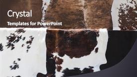 Presentation with cow - Slide set with skin animals - detail of six cow hides background and a tawny brown colored foreground