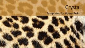  Presentation with animals - PPT theme with skin animals - leopard fur texture or background background and a gold colored foreground