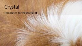  Presentation with animals - Slide deck with skin animals - macro dog hair background and a coral colored foreground