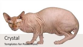  Presentation with cat - Slides with casual business team shouting at a colleague in the office background and a light gray colored foreground