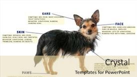  Presentation with allergies - Presentation theme having infection cure - dog and list of allergies background and a blonde colored foreground