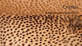  Presentation with cheetah - Colorful presentation theme enhanced with skin of a cheetah backdrop and a coral colored foreground