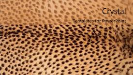  Presentation with cheetah - Amazing slide deck having skin of a cheetah backdrop and a gold colored foreground