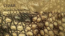  Presentation with crocodile - Beautiful theme featuring sugar rose on color background backdrop and a light blue colored foreground