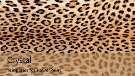  Presentation with skin - Colorful PPT theme enhanced with skin of a leopard backdrop and a coral colored foreground